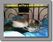 וינסנט במיטה וינסנט במיטה